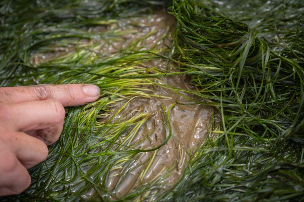 Dwarf eelgrass is the smaller of the two UK seagrass species, and is the subject of less research and restoration effort compared with common eelgrass. Photo credit ZSL Digital Team