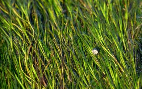 Common eelgrass is the larger of the two UK seagrass species. ZSL Digital team