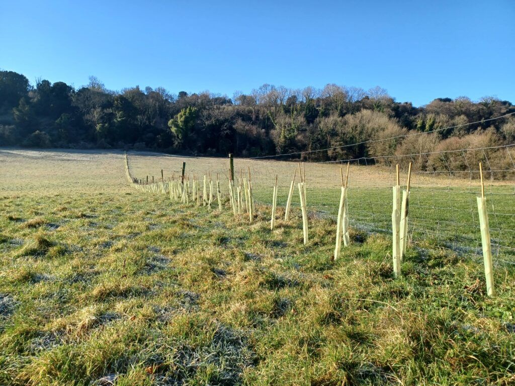 The future of hedgerows depends on the swift return of capital grant support