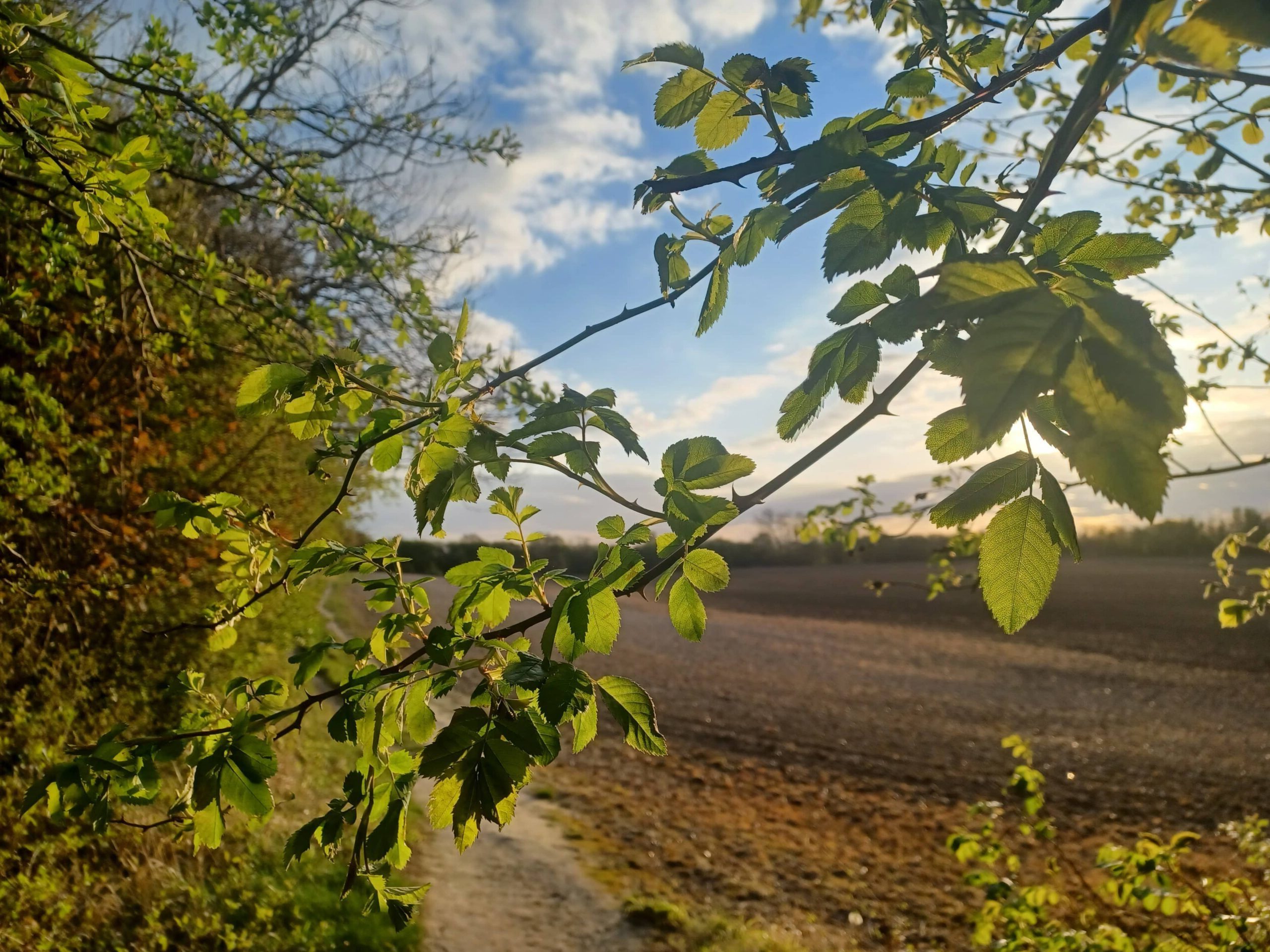 The future of hedgerows depends on the swift return of capital grant support