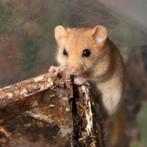 Hazel dormouse - People's Trust for Endangered Species