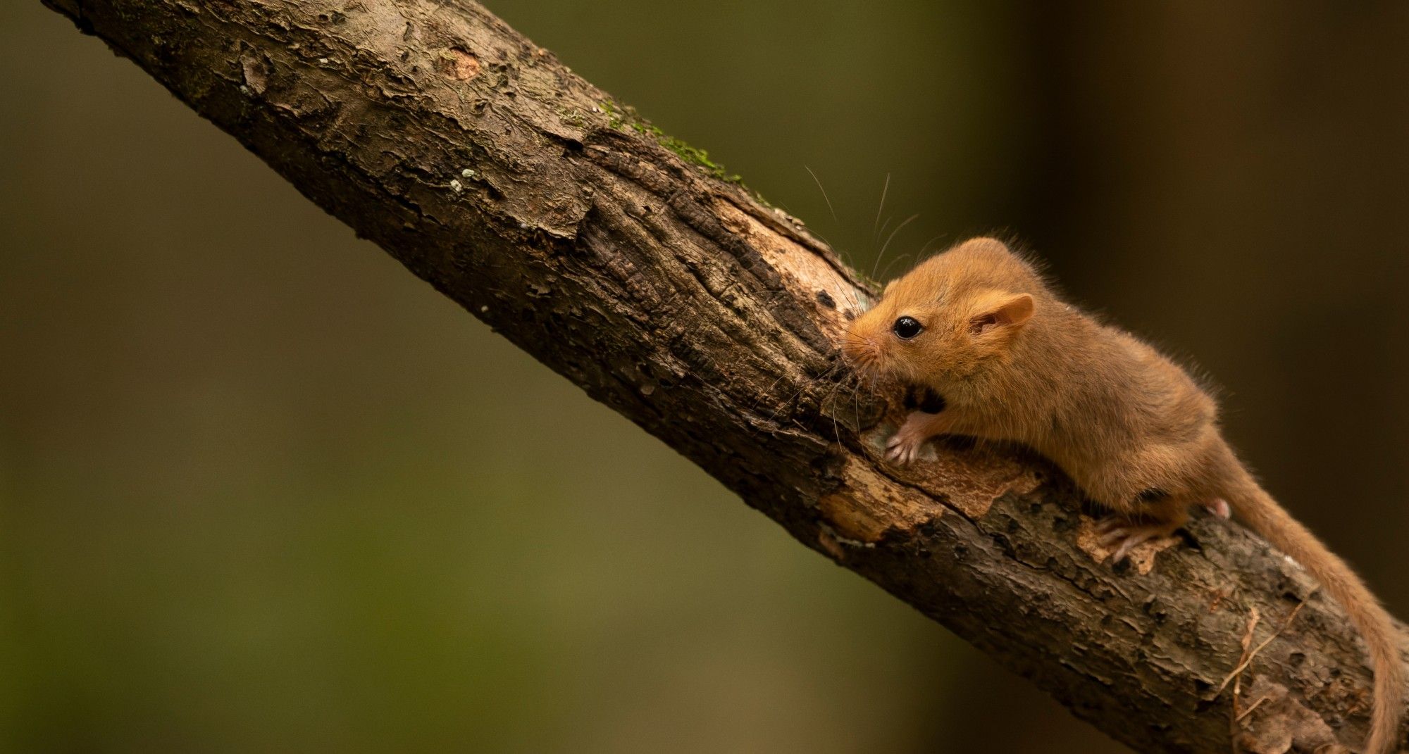 Hazel dormouse Kozma 94 Shutterstock