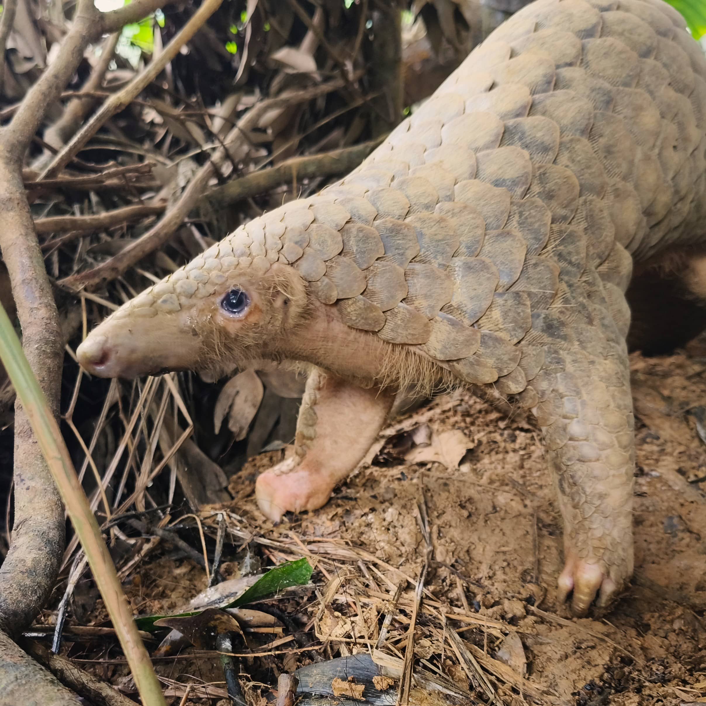 Planning for pangolins