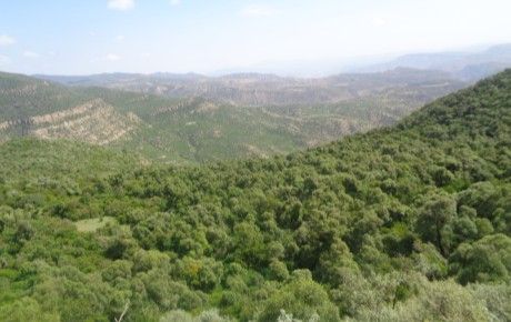 Landscapes of the Desa'a dry Afromontane forest, Northern Ethiopia - thumbnail