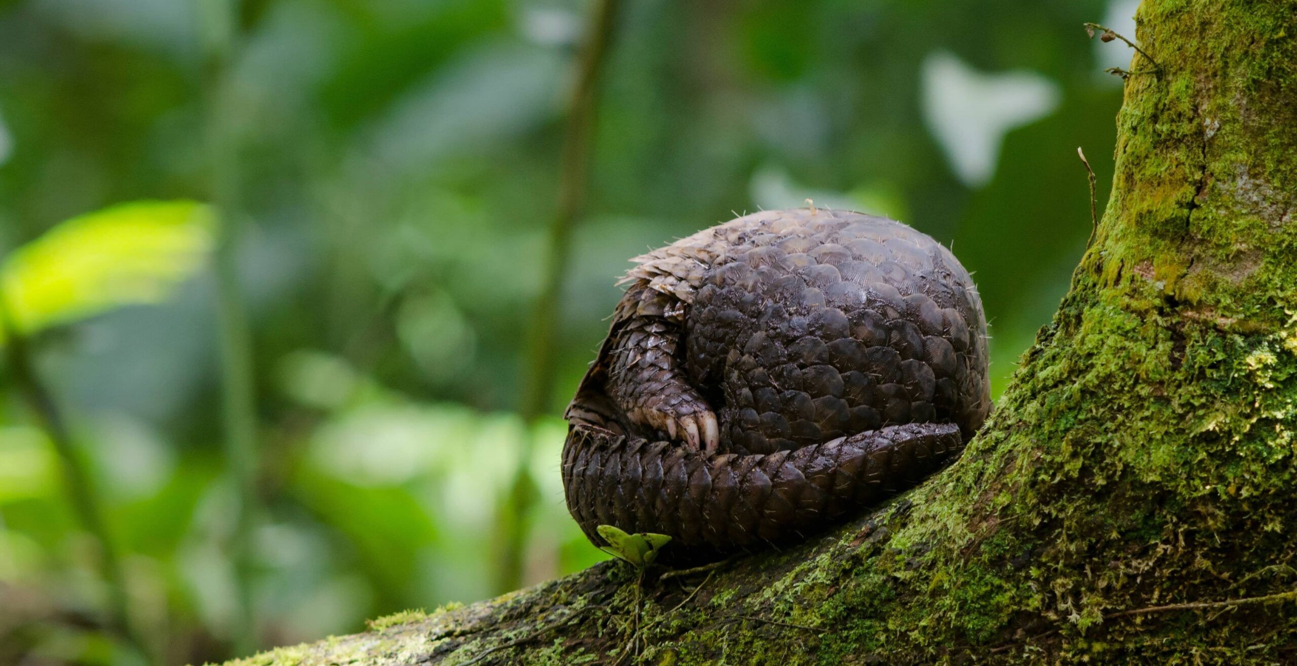 Sunda pangolin Shutterstock Ari Asp999 - People's Trust for Endangered Species