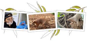 Planning for Pangolins - People's Trust for Endangered Species