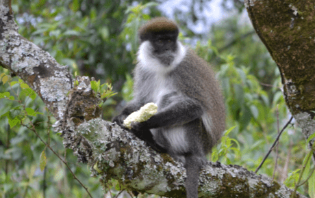 Adult male Djam-djam monkey feeding on maize thumbnail