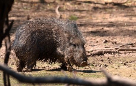 Chacoan Peccary thumbnail