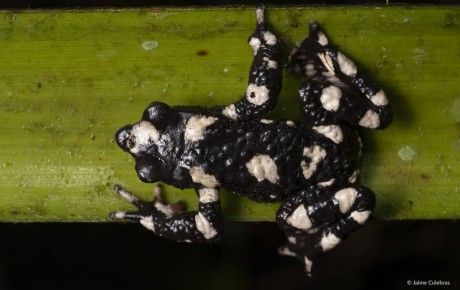 Harlequin starry night toad thumbnail