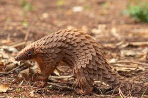 White-bellied pangolin - Prince Pascal Agro header image