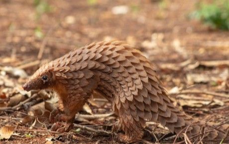 White-bellied pangolin - Prince Pascal Agro thumbnail image