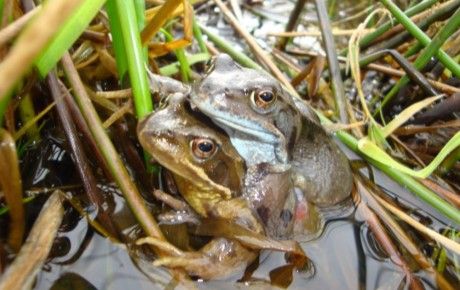 Common frog pair credit Eilidh Spence Froglife. People's Trust for Endangered Species. Thumbnail