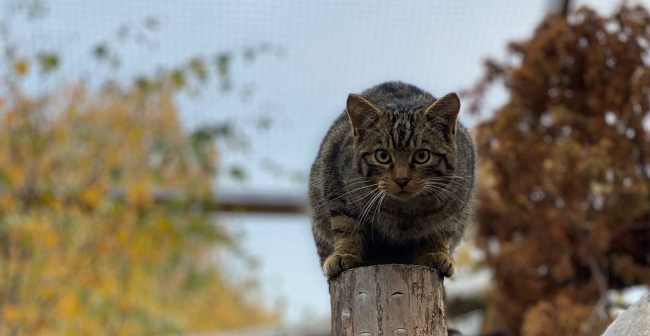 Droma from Saving Wildcats. People's Trust for Endangered Species