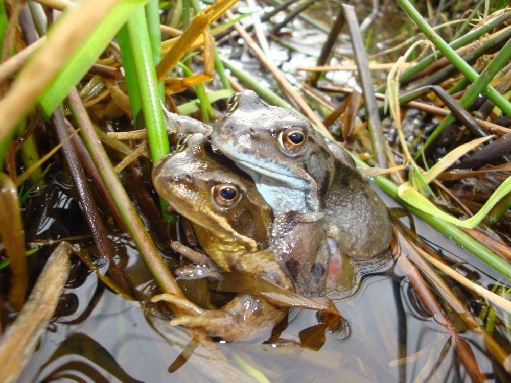 common frog pair Eilidh Spence Froglife