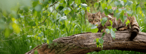 Wildcat from Saving Wildcats. People's Trust for Endangered Species