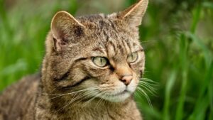 The highland tiger returns to Scotland