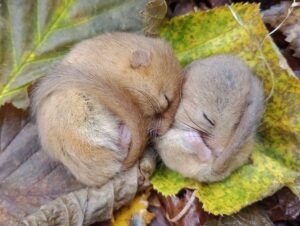 People's Trust for Endangered Species - Dormouse reintroduction 2025