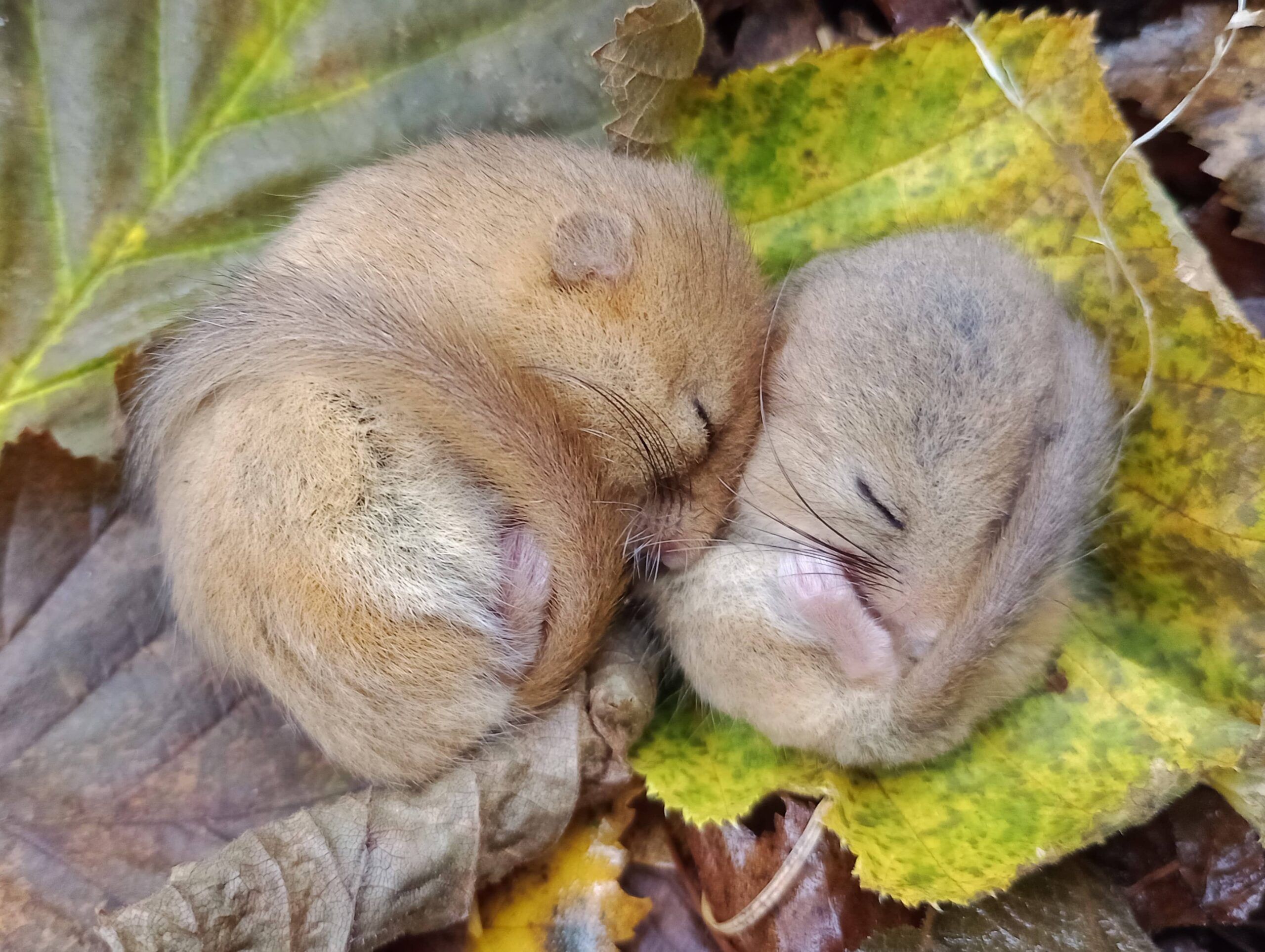 dormouse torpid with young 21oct24 (2) MAtt Parkins