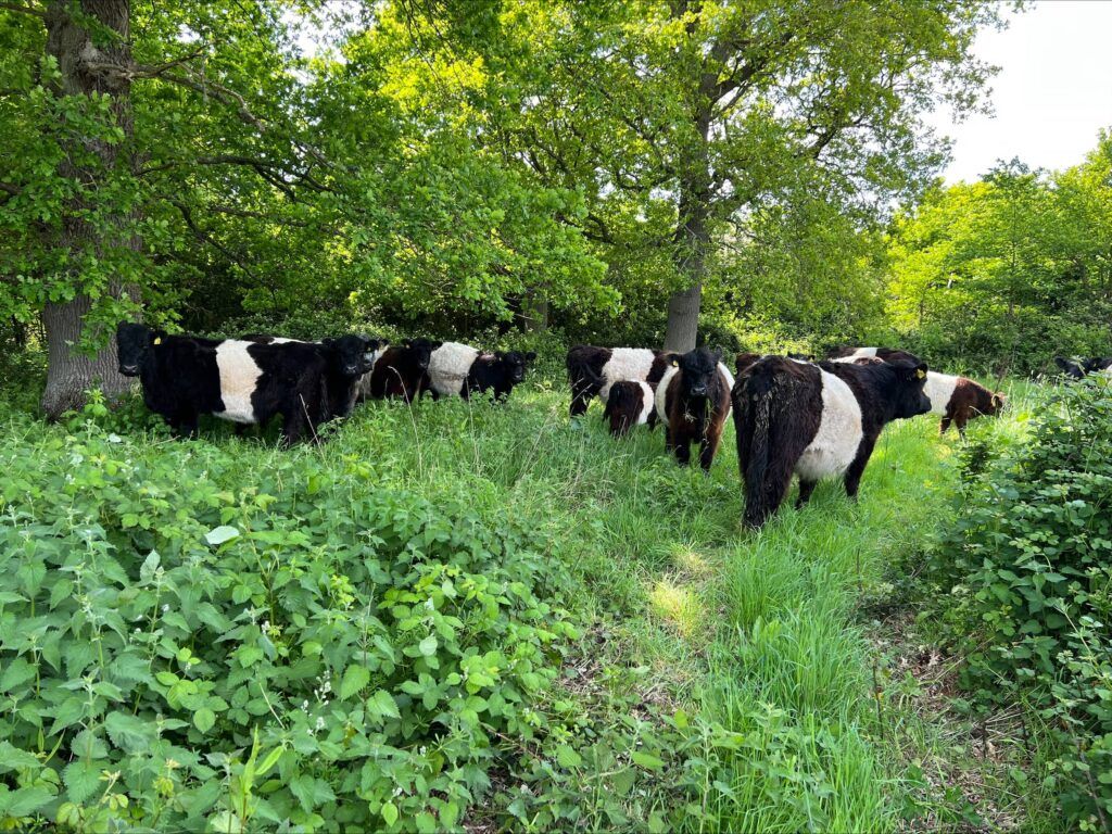 Belted Galloways - People's Trust for Endangered Species
