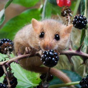Dormouse appeal People's Trust for Endangered Species