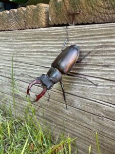 Stag Beetle - People's Trust for Endangered Species