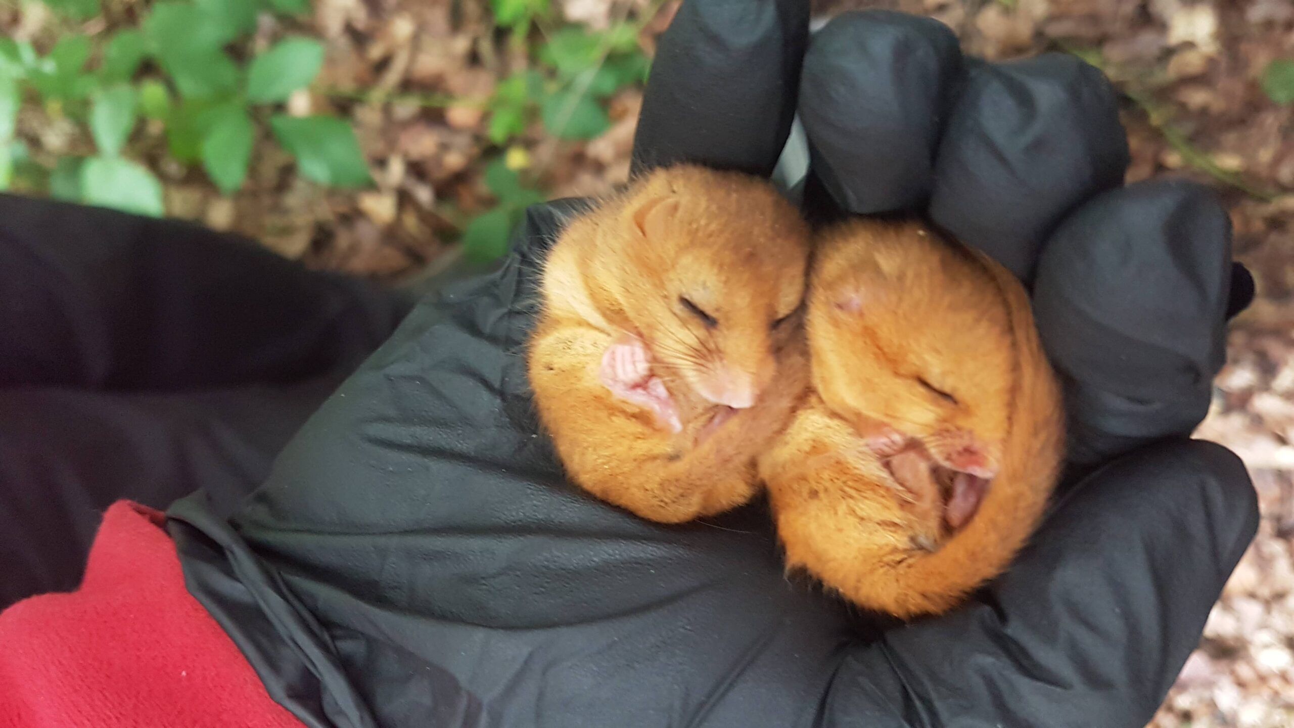 Hazel dormouse Sussex Survey Project 2025 - People's Trust for Endangered Species