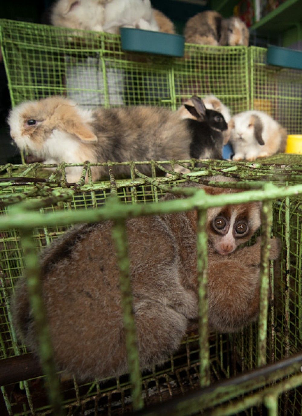 Together, we can give slow lorises a brighter future - Slow loris appeal - People's Trust for Endangered Species