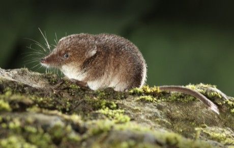 Common-shrew-Erni-Shutterstock.com - thumbnail