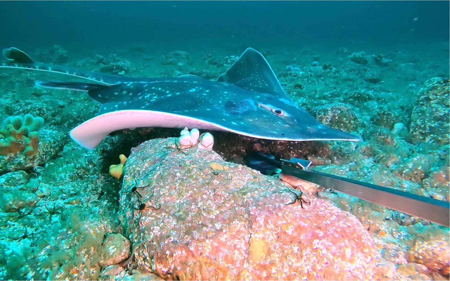 Flapper skate - Dr Charlotte Hopkins and Dr Neil Burns - People's Trust ...