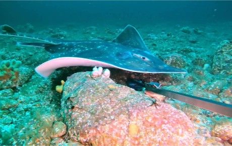 Flapper skate - Dr Charlotte Hopkins and Dr Neil Burns - thumbnail