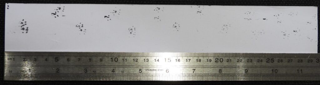 Using footprints to monitor small mammals - Jazz Woollard People's Trust for Endangered Species intern