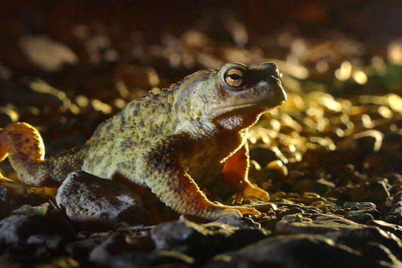 Jasmine Gandy - PTES intern for common toads in the UK