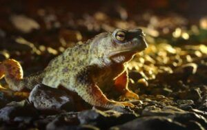 Julian Smart Toad - thumbnail