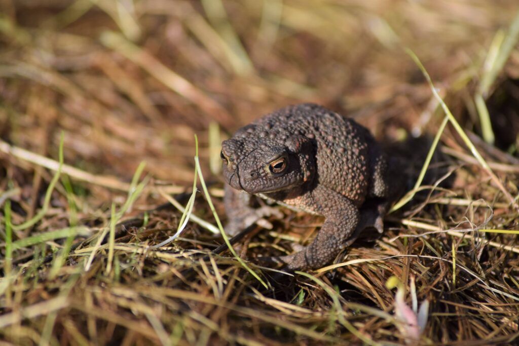 Jasmine Gandy - PTES intern for common toads in the UK