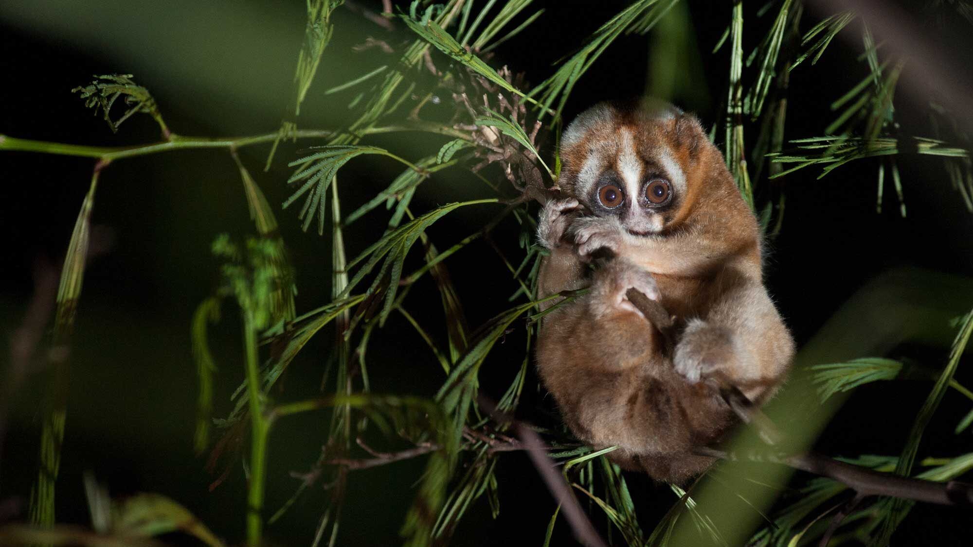 Slow loris appeal 2019 PTES photo credit Andrew Walmsley