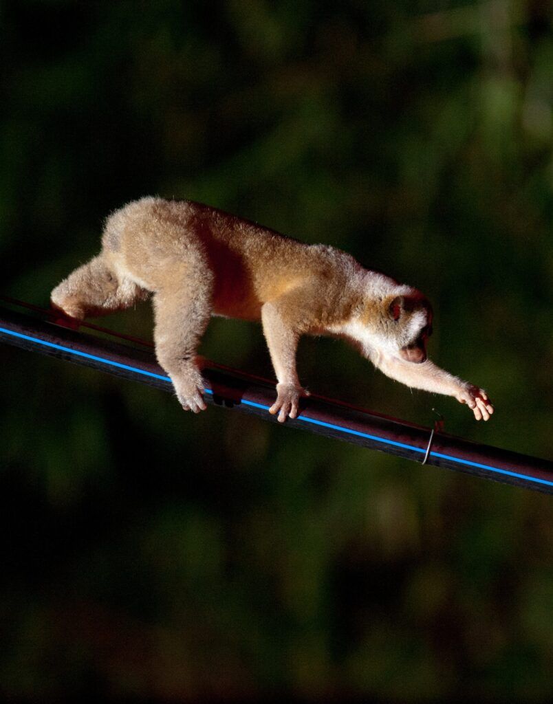 Together, we can give slow lorises a brighter future - Slow loris appeal - People's Trust for Endangered Species