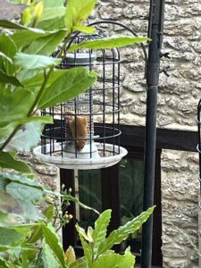Bruce Wright - dormouse on bird feeder - People's Trust for Endangered Species