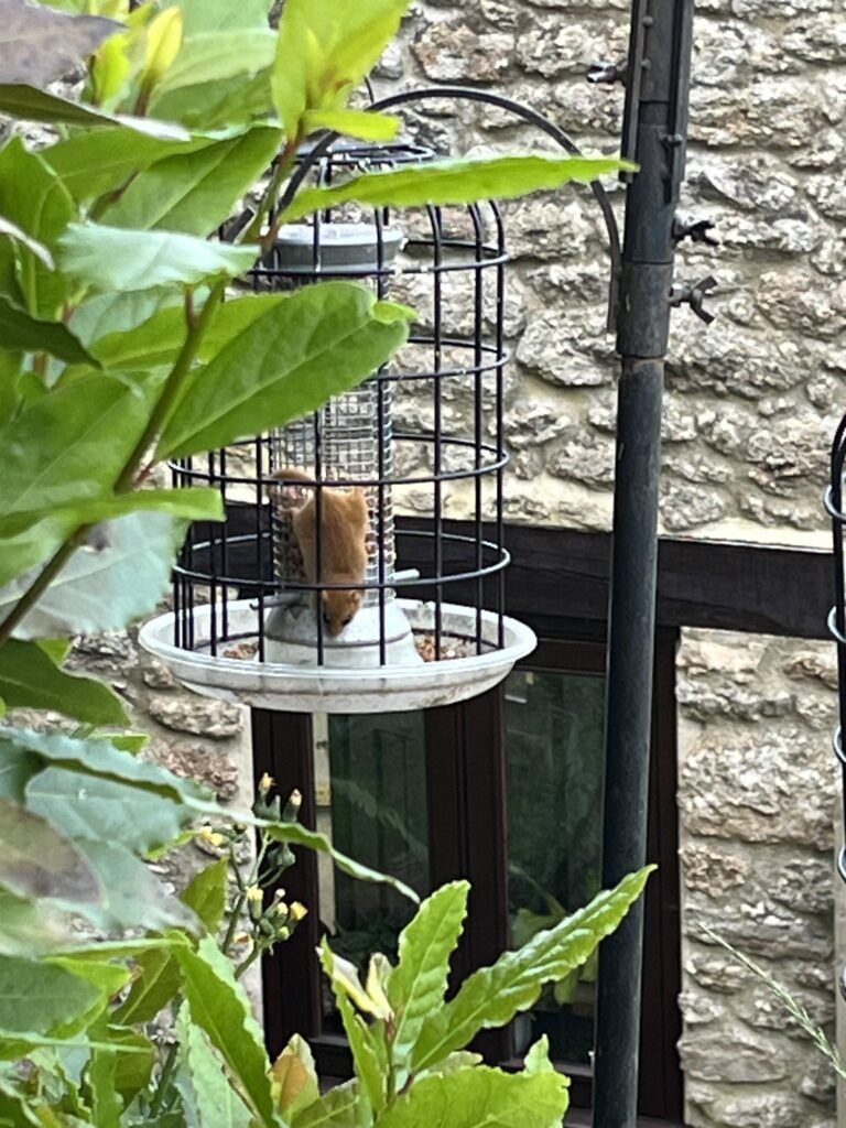 Bruce Wright - dormouse on bird feeder - People's Trust for Endangered Species
