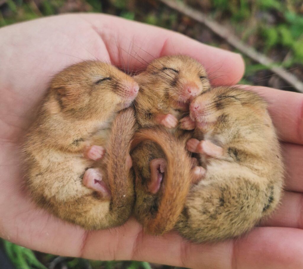 Dormice in torpor - People's Trust for Endangered Species
