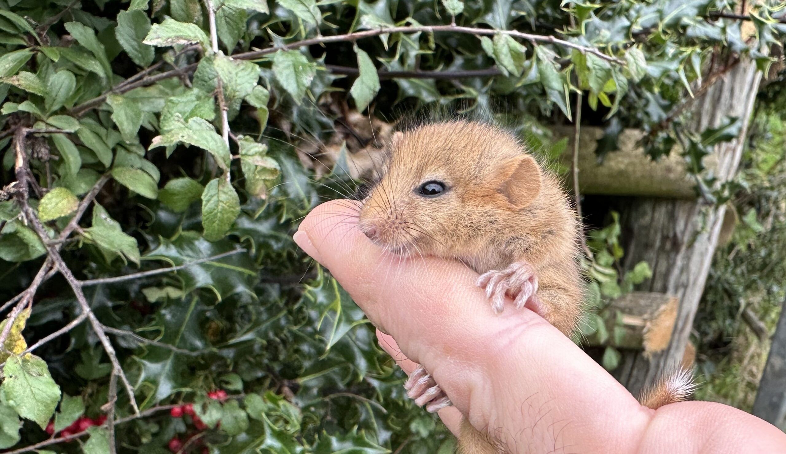 Nick Lee - dormouse on finger Nick Lee - dormouse on finger