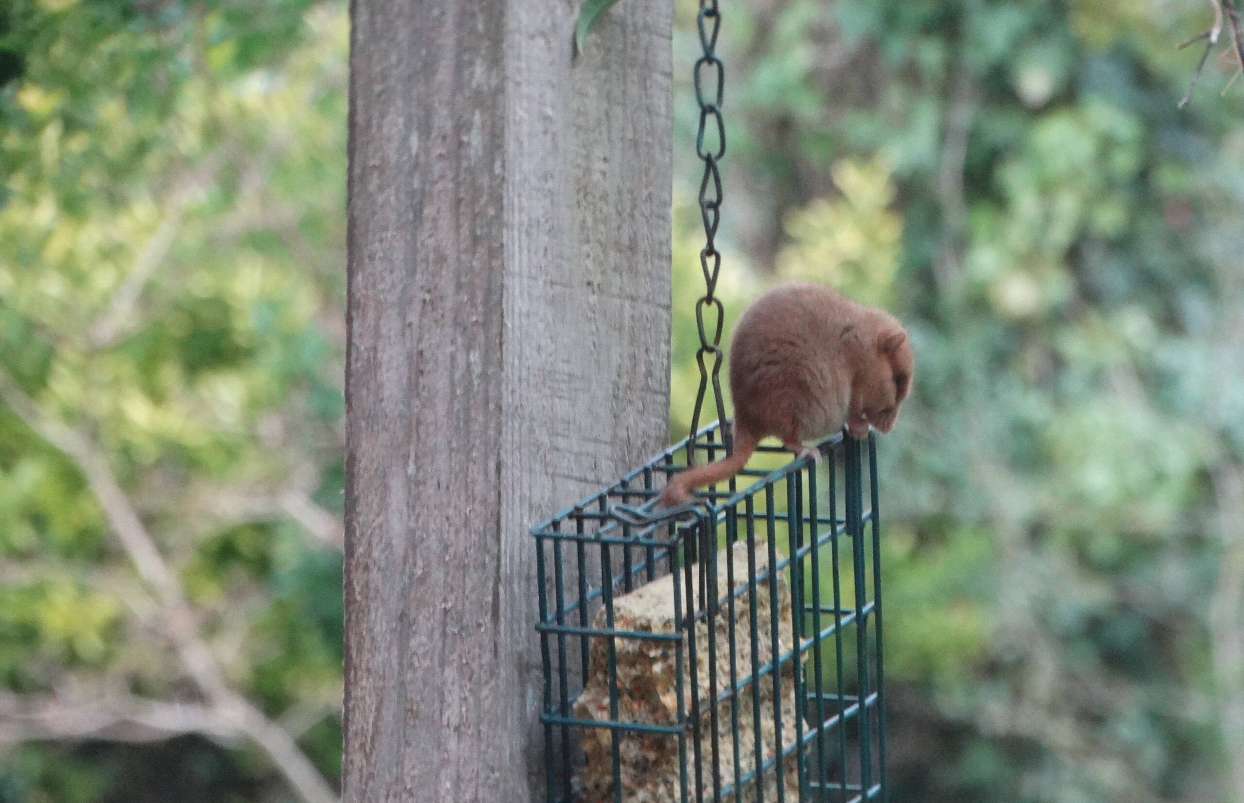 Shelagh Nelmes - dormouse on bird feeder Shelagh Nelmes - dormouse on bird feeder