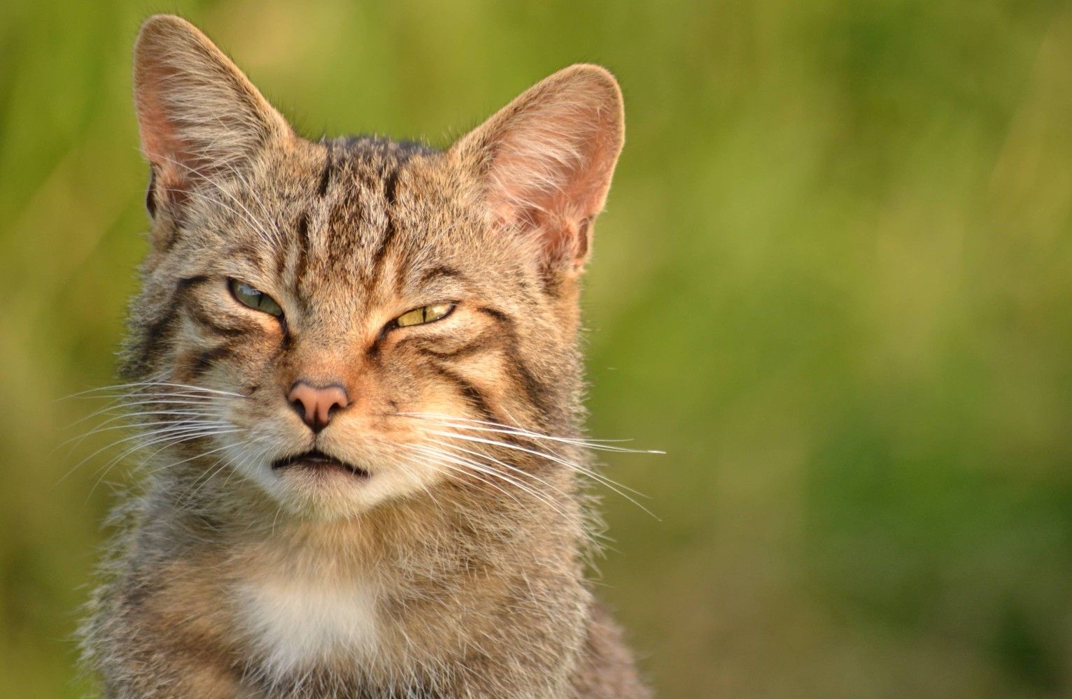 Where the wildcats are - New Weston - People's Trust for Endangered Species intern - wildcats in Wales