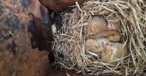 Dormice in torpor - People's Trust for Endangered Species