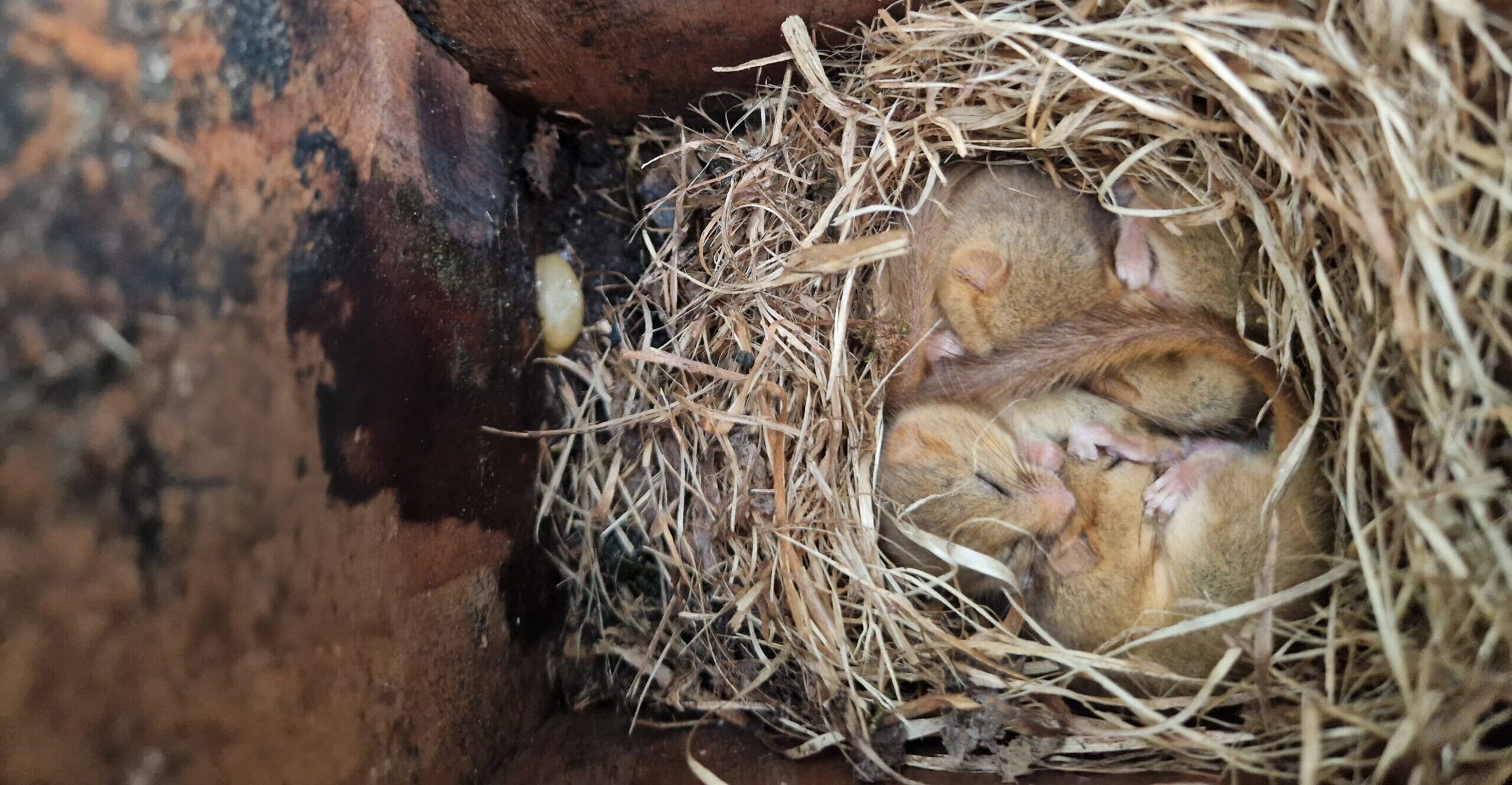 Dormice in torpor - People's Trust for Endangered Species Dormice in torpor - People's Trust for Endangered Species