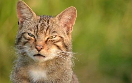 Wildcat-credit-Lucy-Buckland thumbnail