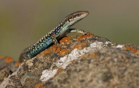 Armenian rock lizard. Photo Bartand Ben - People's Trust for Endangered Species
