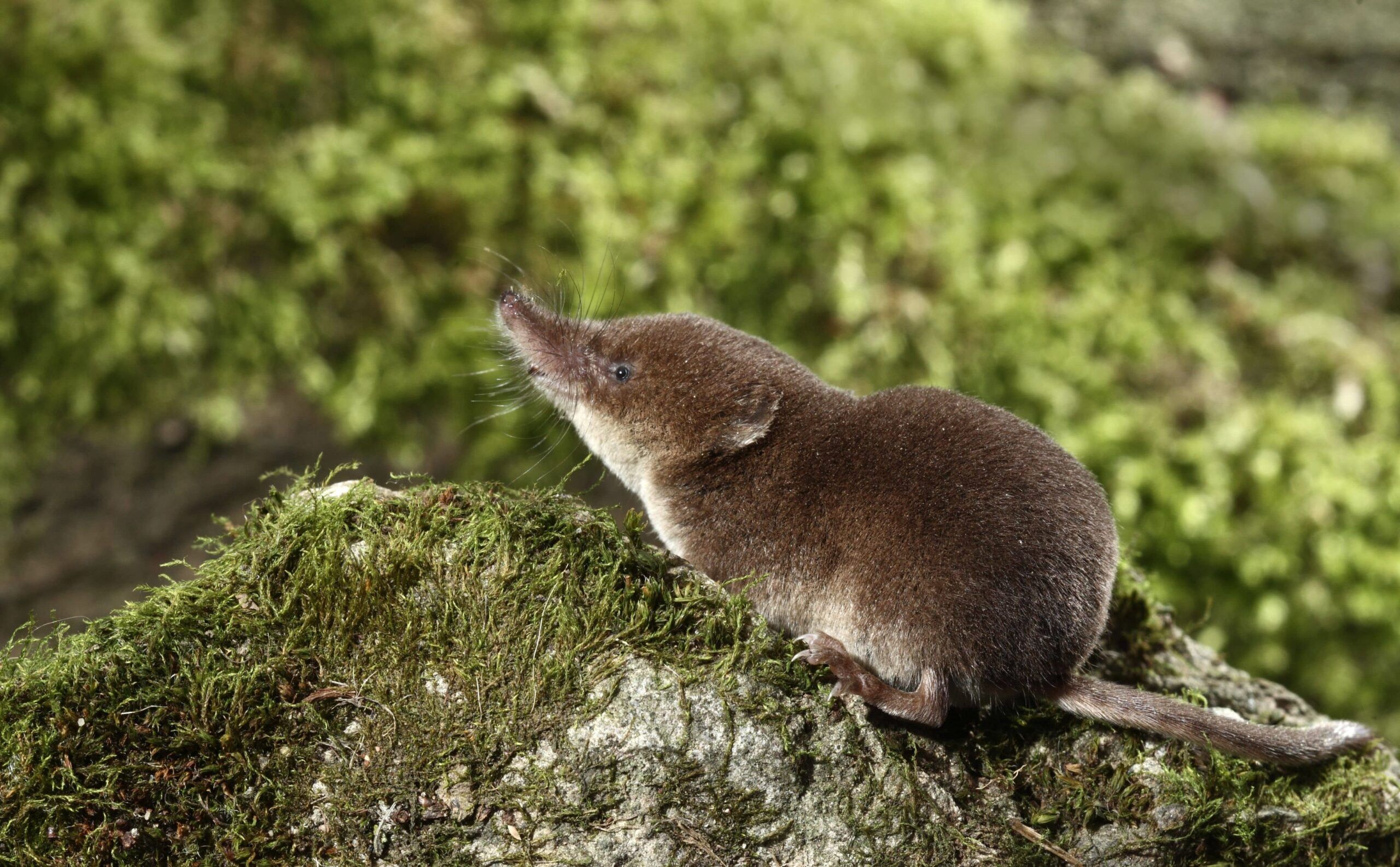 Small mammal footprint project is on track - Jazz Woollard for Wildwood Kent