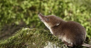 Common shrew iStockphoto.com MikeLane45-0