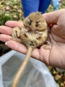 Dormouse in hand - taken by Martin Roche