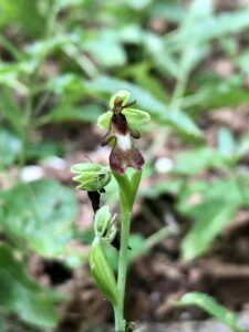Fly Orchid - taken by Martin Roche
